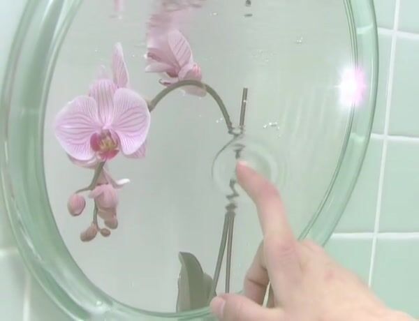 Orchid Life Vol. 1