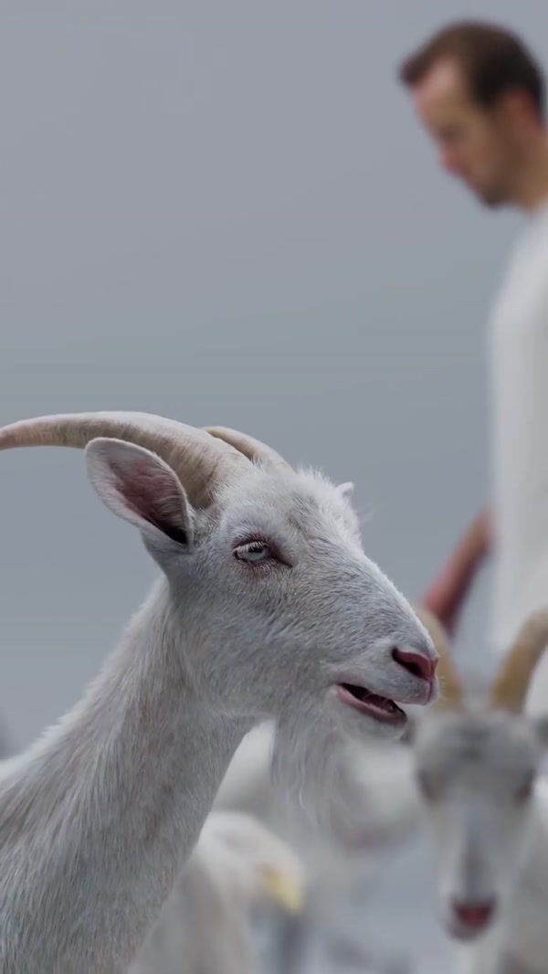 Skechers Football Goats Circle Harry Kane