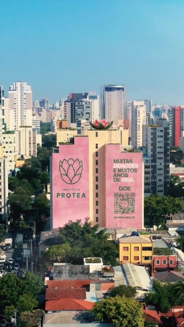 Instituto Protea Flowers Blossom Across Rooftops