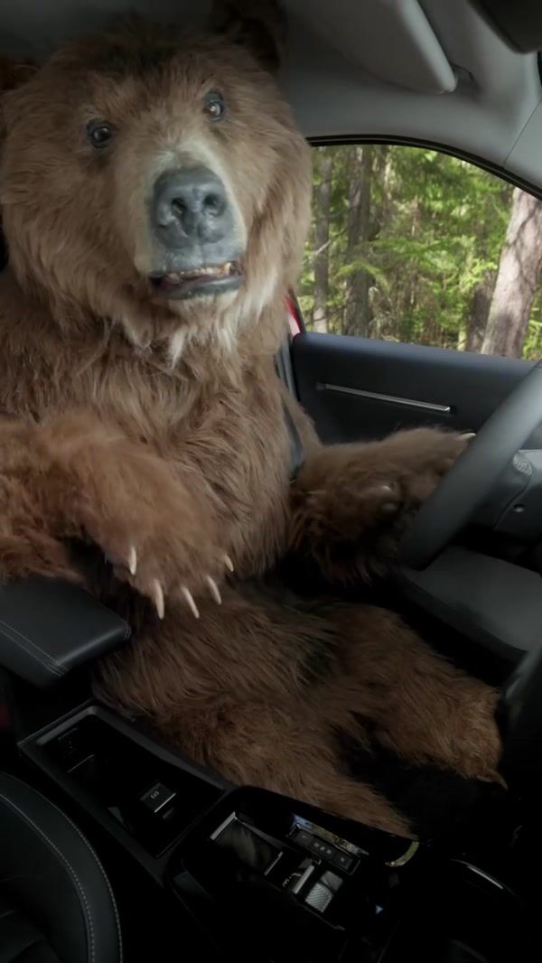 Citroën Grizzly Bear Taking Video Inside the Car
