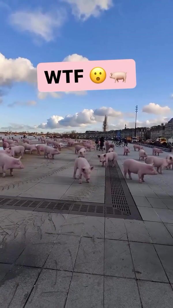 Quoifaireabordeaux Pigs Roaming at the Square