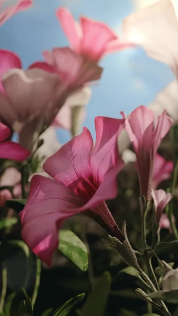 Burberry Beauty Flowers Form Logo