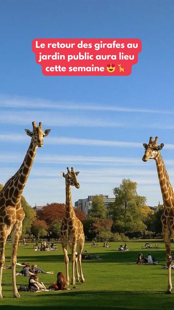 Quoifaireabordeaux Giraffes Strolling at the Park