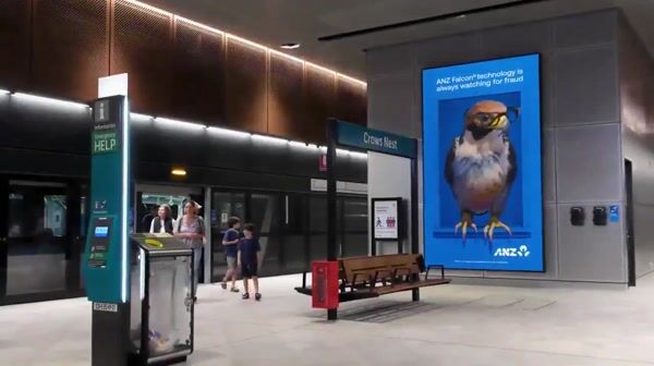 ANZ Falcon Peeks Out and Looks Around