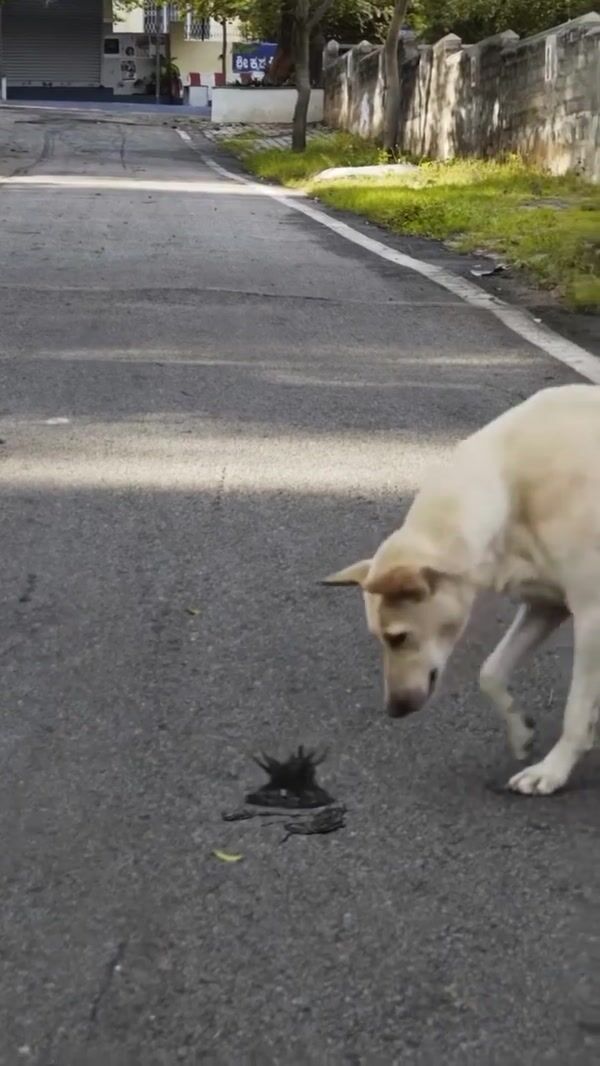 Sony Dog Transformed into Black Creature
