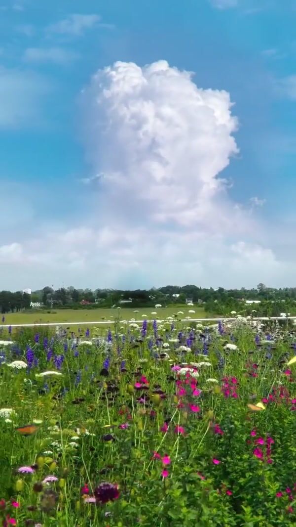 Disney Studios Mufasa Cloud Appears in Argentina
