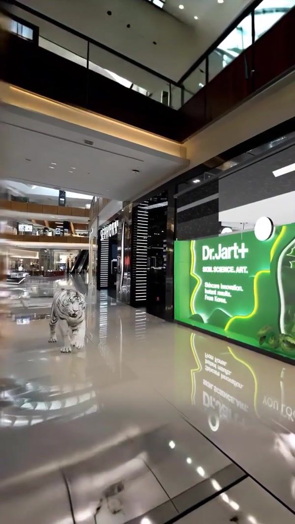 Sephora White Tiger Walks Inside the Mall