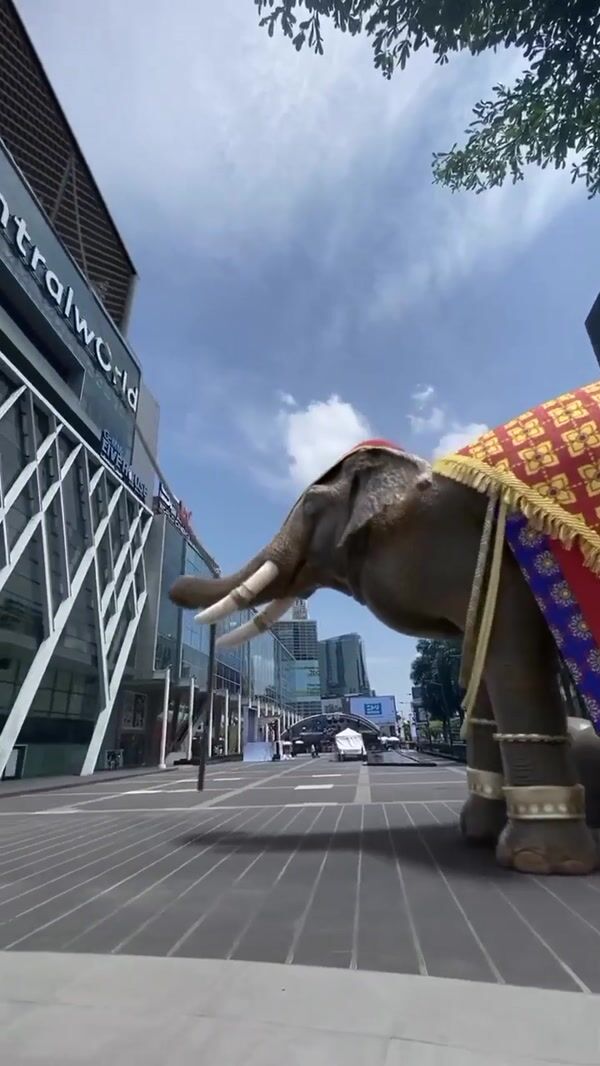 CASETiFY Elephant Drops Phones from Cage