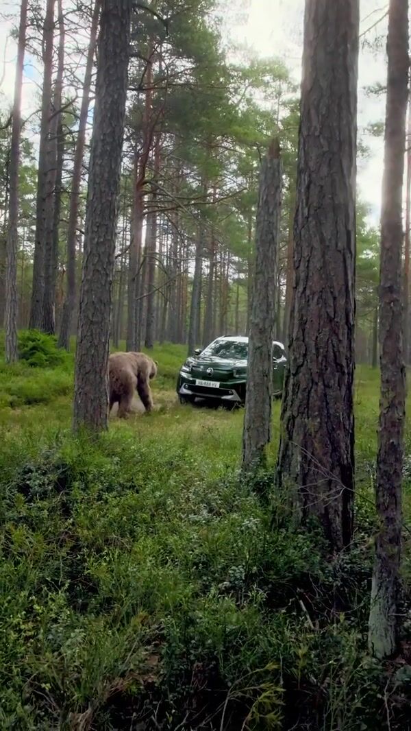 Citroën Grizzly Bear Spotted Sniffing the Car