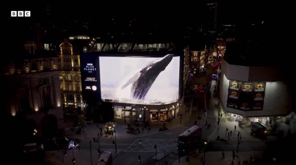 BBC Studios Sea Creatures Swim Across Screen