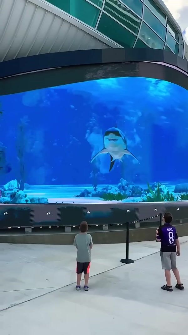 Shark Bumps and Breaks the Billboard Screen