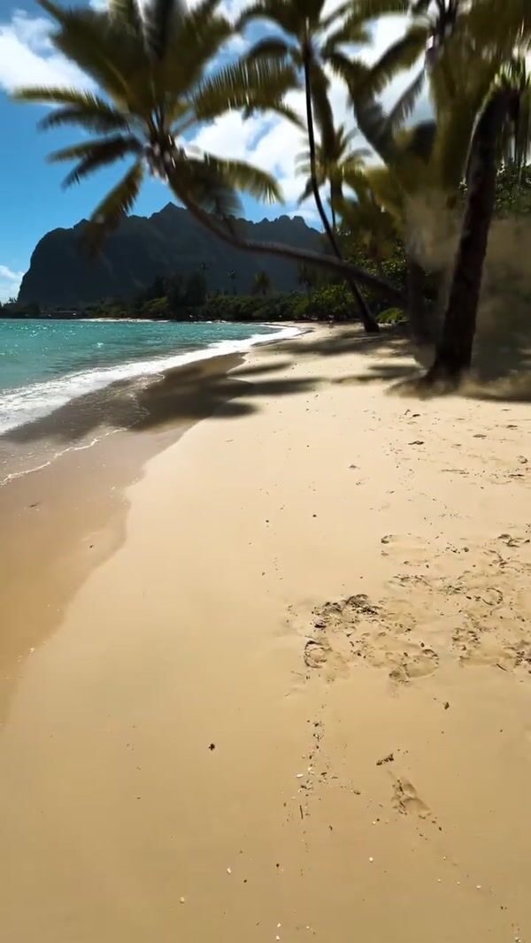 Celsius Can Drops From Coconut Tree