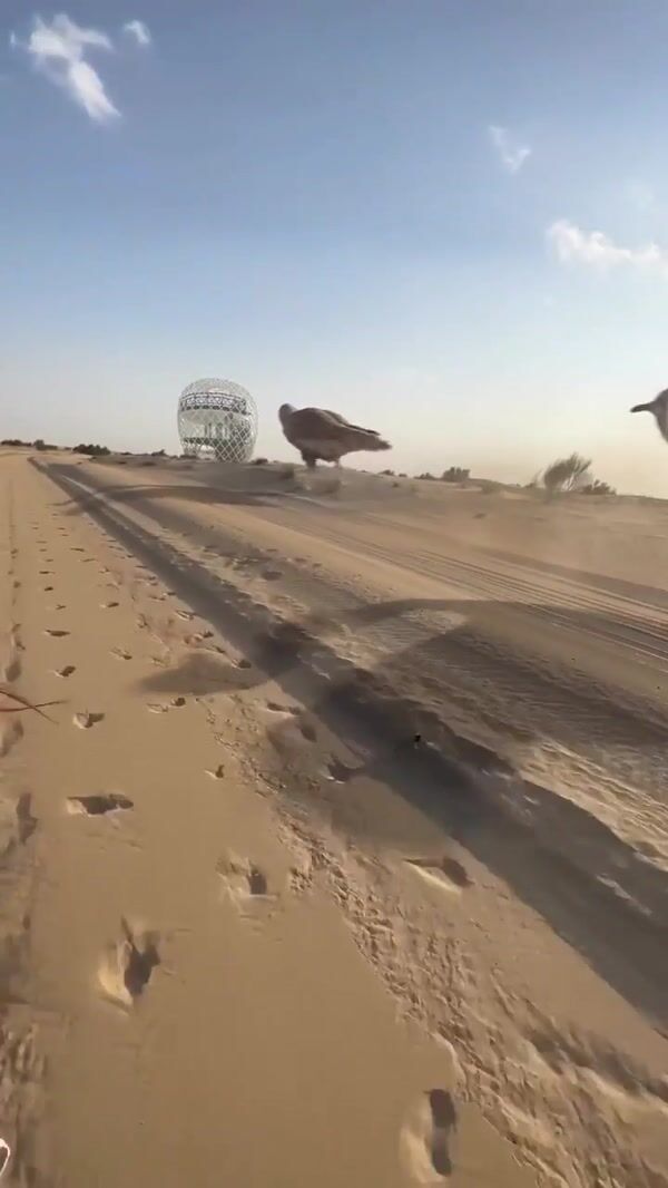 BrandDubai Giant Birds Running on Desert Road