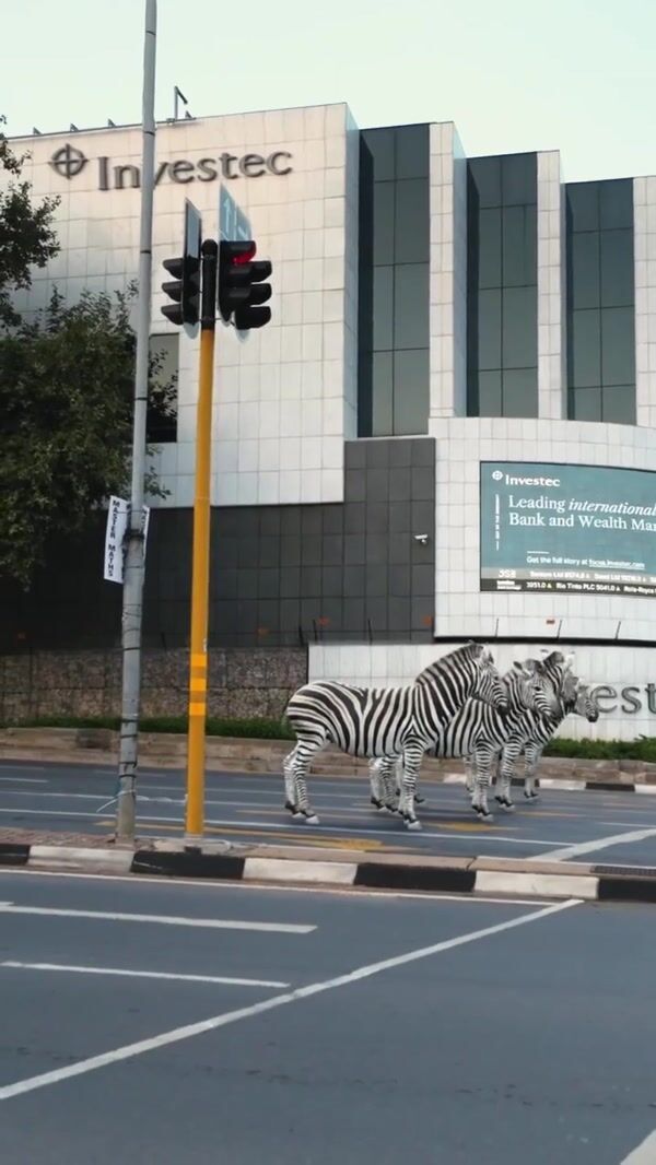 Investec Zebras Crossing the Street