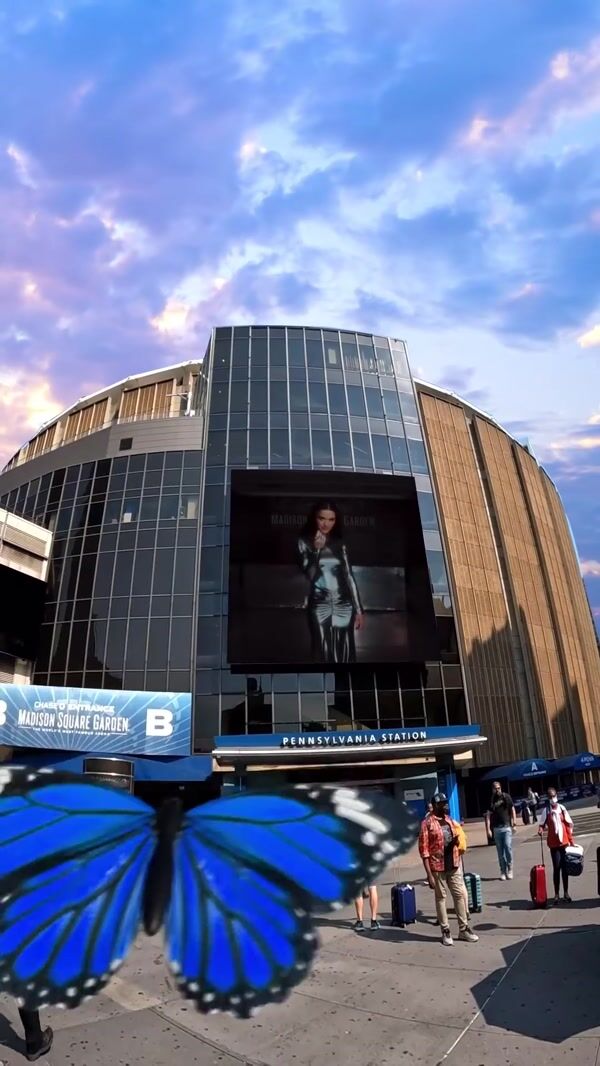 Madison Square Garden Butterfly Perches on Arena