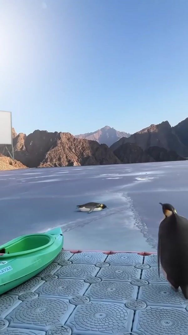 BrandDubai Penguins on Frozen Dam and Pool