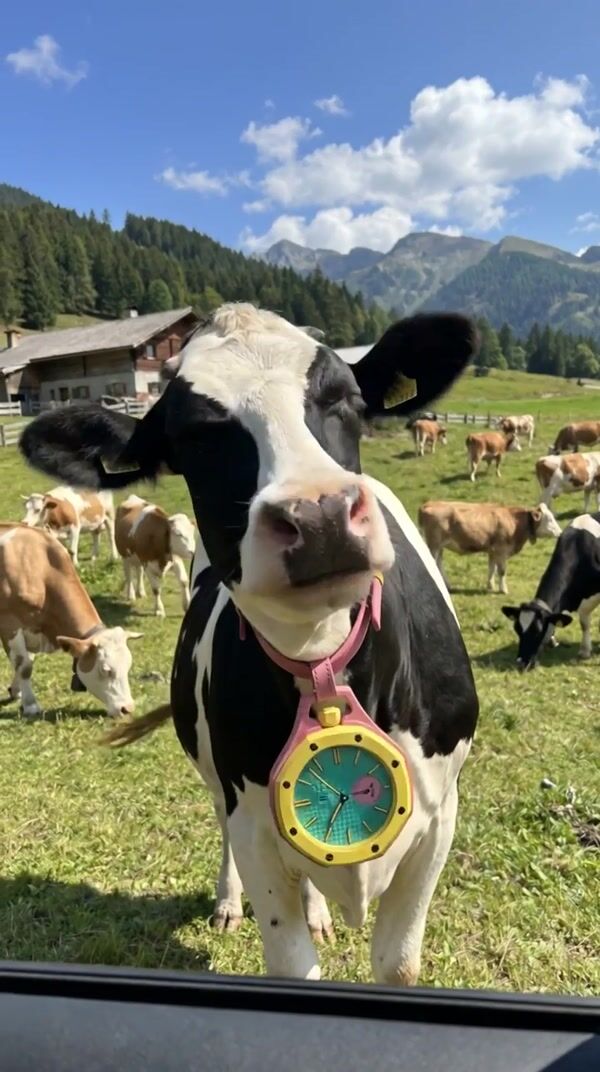 Swatch — Alpine Cowbell Watch FOOH Concept