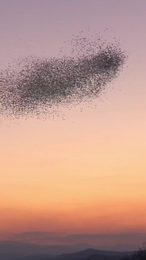 Adidas Footwear Starlings Formation