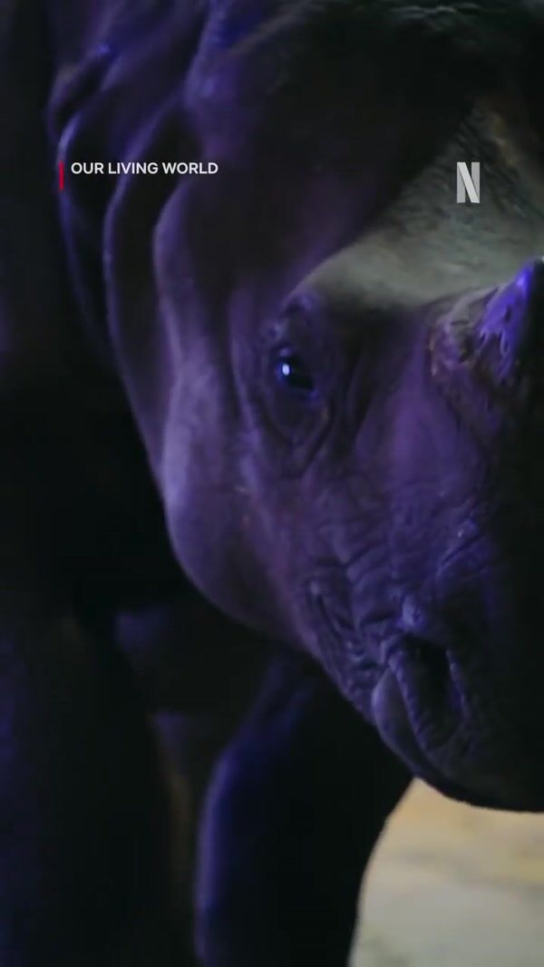 Netflix Rhinoceros Walking on Night Streets