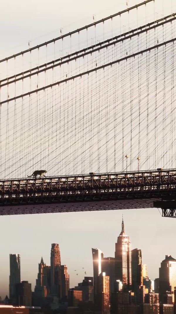 Cartier Panther Runs Across Brooklyn Bridge