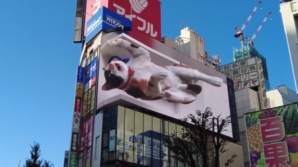 Cat Drifts Out of Screen and Gets Pulled Back