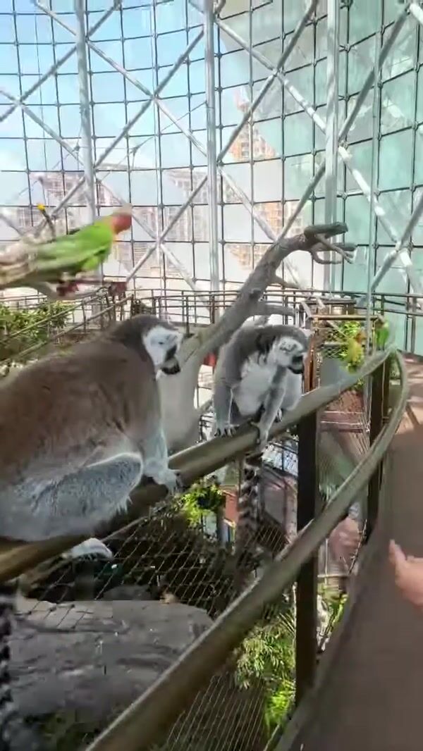 The Green Planet Parrots Ride Mini Skateboards